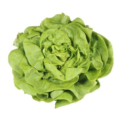 Sałata masłowa Warzywa Auchan 1 sztuka