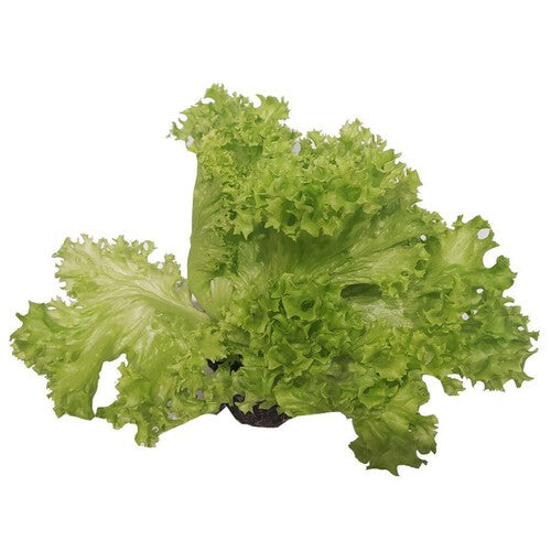 Sałata karbowana Warzywa Auchan 1 sztuka