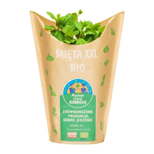 BIO Mięta XXL Pewni Dobrego sztuka