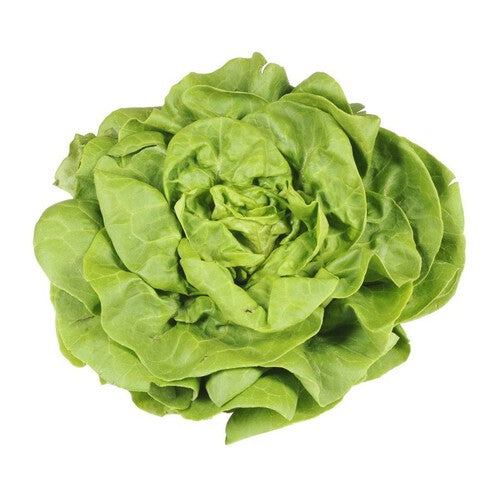 Sałata Masłowa Warzywa Auchan sztuka